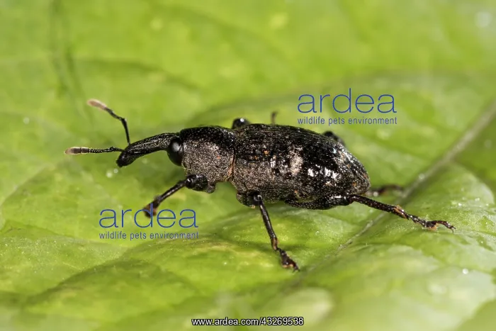 : Aclees taiwanensis running on greeen leaf, Liguria : Aclees taiwanensis running on greeen leaf, Liguria