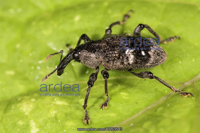  : Aclees taiwanensis walking on greeen leaf, Liguria