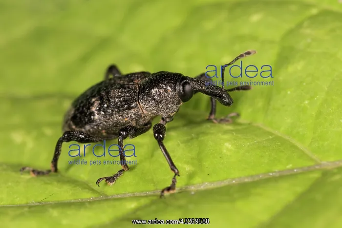 : Aclees taiwanensis walking on greeen leaf, Liguria : Aclees taiwanensis walking on greeen leaf, Liguria