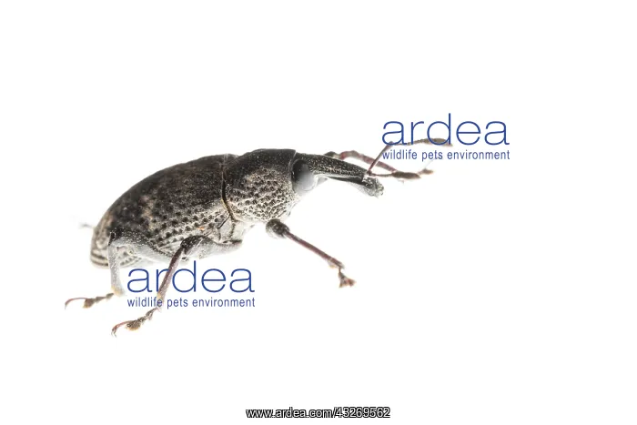 : Aclees taiwanensis against a white background, Liguria : Aclees taiwanensis against a white background, Liguria