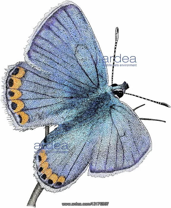: Acmon blue butterfly : Acmon blue butterfly