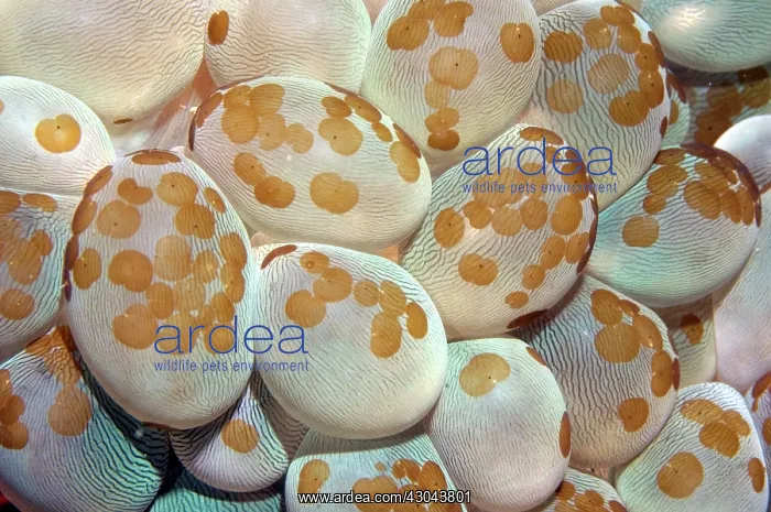 : Acoel Flatworms on Bubble Coral (Plerogyra sinuosa) : Acoel Flatworms on Bubble Coral (Plerogyra sinuosa)