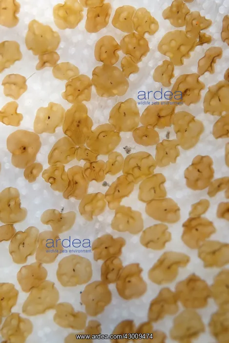 : Acoel Flatworms on Coral Tanjung Kubur dive site : Acoel Flatworms on Coral Tanjung Kubur dive site