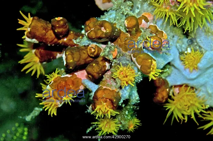: Acoelous flatworms on Tubastraea faulkneri cup coral : Acoelous flatworms on Tubastraea faulkneri cup coral
