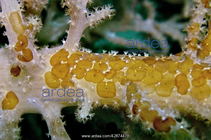 : Acoelous Flatworms - usually found living in clusters : Acoelous Flatworms - usually found living in clusters