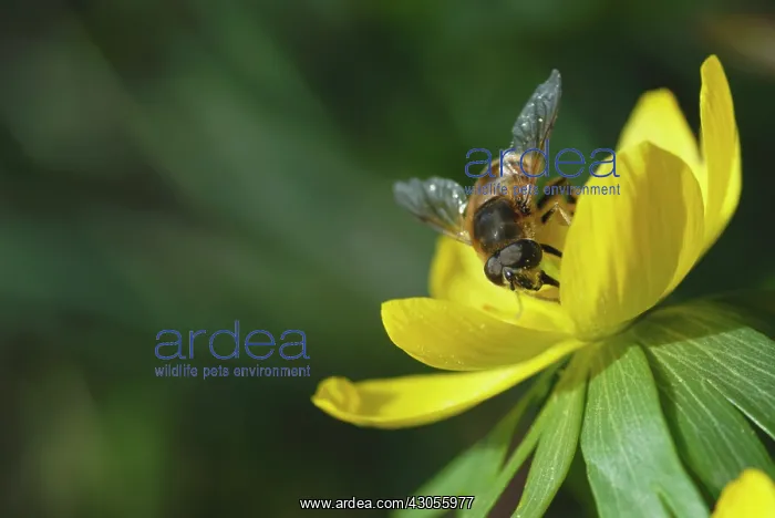 : Aconite, Eranthis hyemalis : Aconite, Eranthis hyemalis