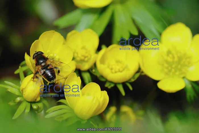 : Aconite, Eranthis hyemalis : Aconite, Eranthis hyemalis
