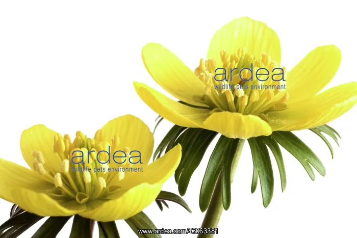 : Aconite, Eranthis hyemalis : Aconite, Eranthis hyemalis