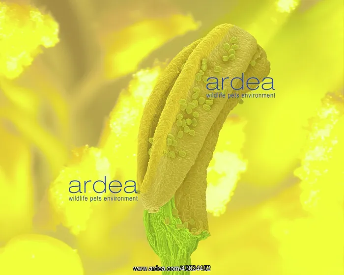 : Aconite Anther - with pollen : Aconite Anther - with pollen