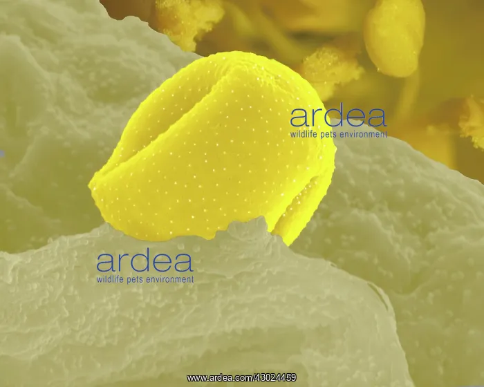 : Aconite Anther - with pollen : Aconite Anther - with pollen