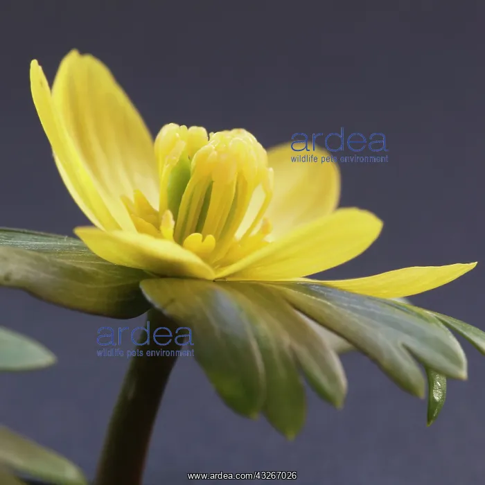 : Aconite, Eranthis hyemalis, Yellow subject, Grey : Aconite, Eranthis hyemalis, Yellow subject, Grey