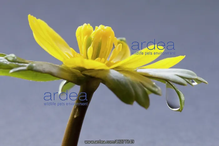 : Aconite, Eranthis hyemalis, Yellow subject, Grey : Aconite, Eranthis hyemalis, Yellow subject, Grey