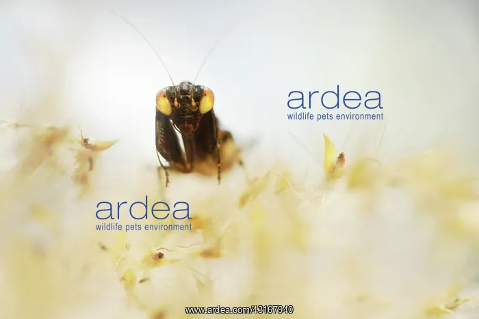 : Acontista multicolor nymph sitting on an unidentified plant : Acontista multicolor nymph sitting on an unidentified plant