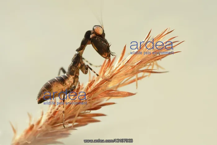 : Acontista multicolor nymph walking on grass halm : Acontista multicolor nymph walking on grass halm