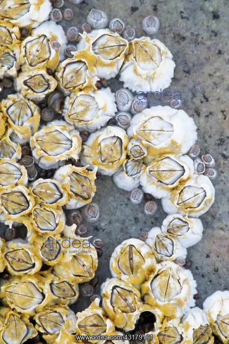 : Acorn Barnacle : Acorn Barnacle