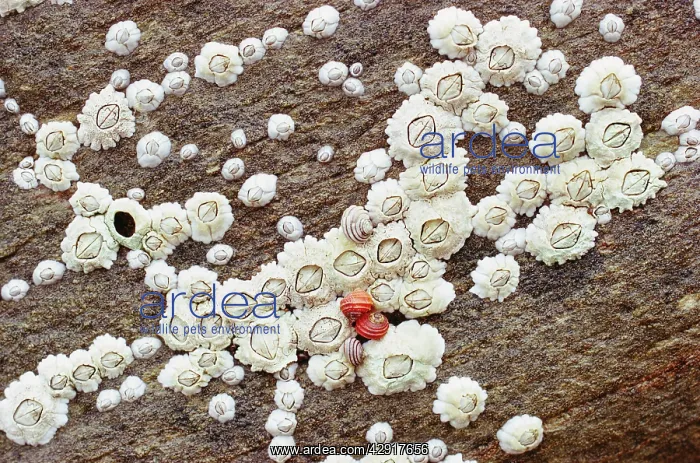 : Acorn BARNACLES : Acorn BARNACLES