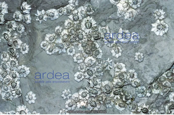 : ACORN BARNACLES : ACORN BARNACLES