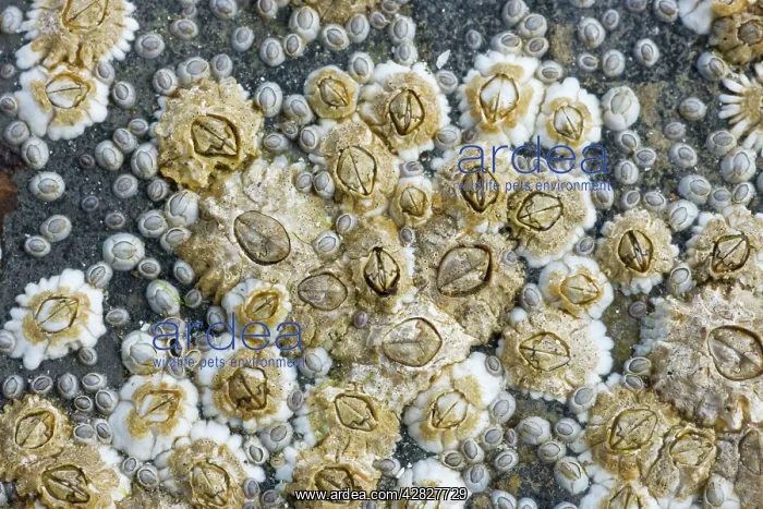 : Acorn Barnacles exposed at low tide : Acorn Barnacles exposed at low tide