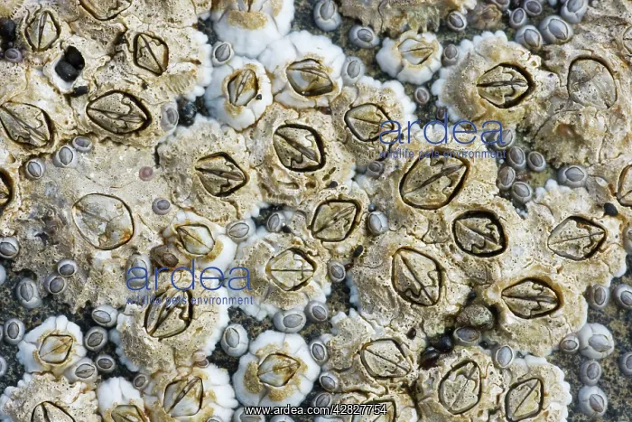 : Acorn Barnacles exposed at low tide : Acorn Barnacles exposed at low tide