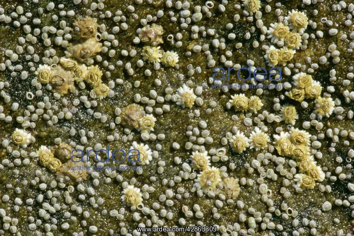 : Acorn barnacles - on a rock at low tide : Acorn barnacles - on a rock at low tide