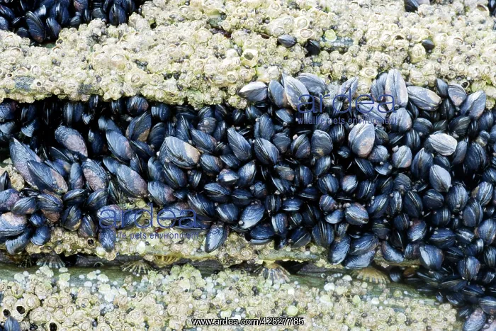 : Acorn Barnacles and young Common Mussel (Mytilus : Acorn Barnacles and young Common Mussel (Mytilus