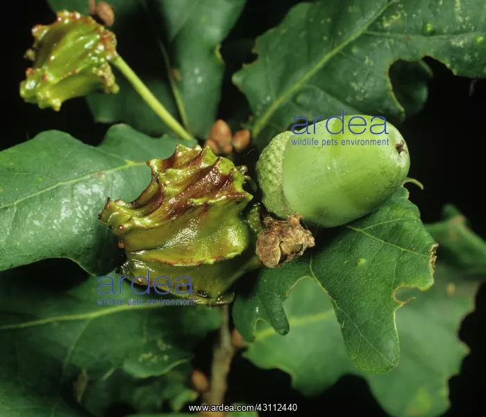 : Acorn cup gall : Acorn cup gall