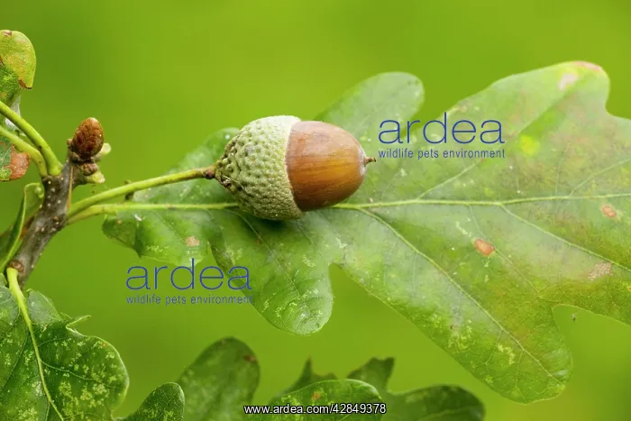 : Acorn and leaf of Common Oak, in autumn : Acorn and leaf of Common Oak, in autumn
