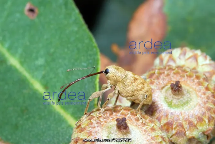 : Acorn Weevil : Acorn Weevil