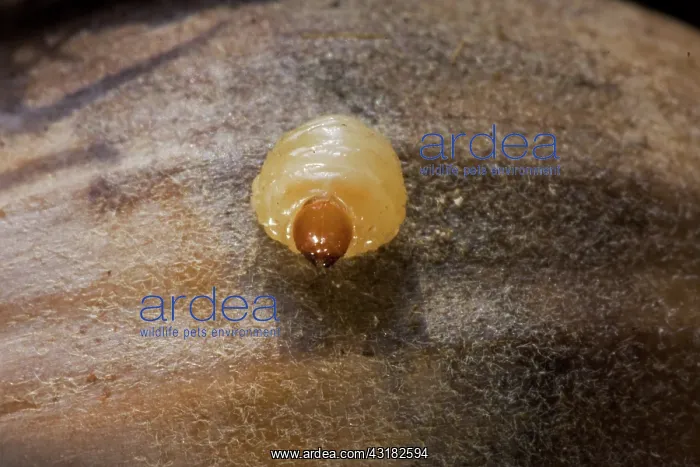 : Acorn Weevil Larva : Acorn Weevil Larva