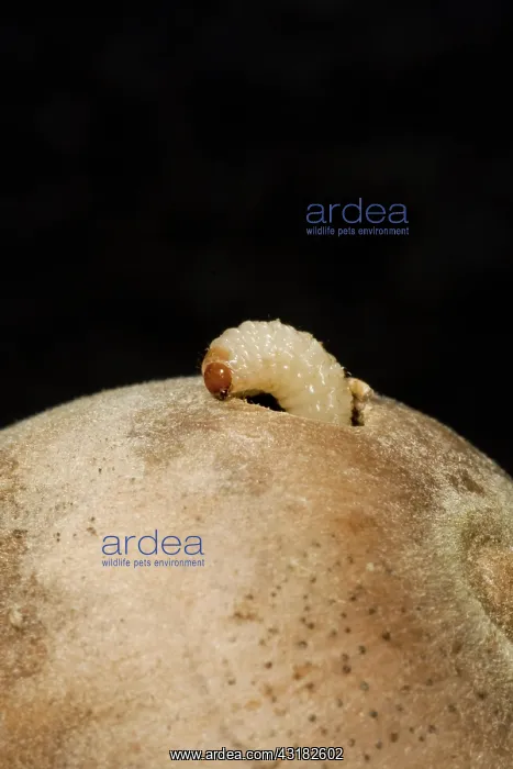 : Acorn Weevil Larva : Acorn Weevil Larva