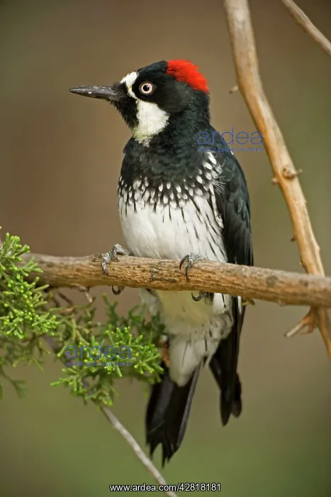 : Acorn Woodpecker : Acorn Woodpecker