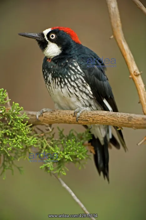  : Acorn Woodpecker