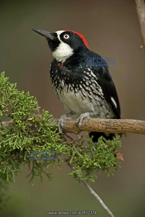 : Acorn Woodpecker : Acorn Woodpecker