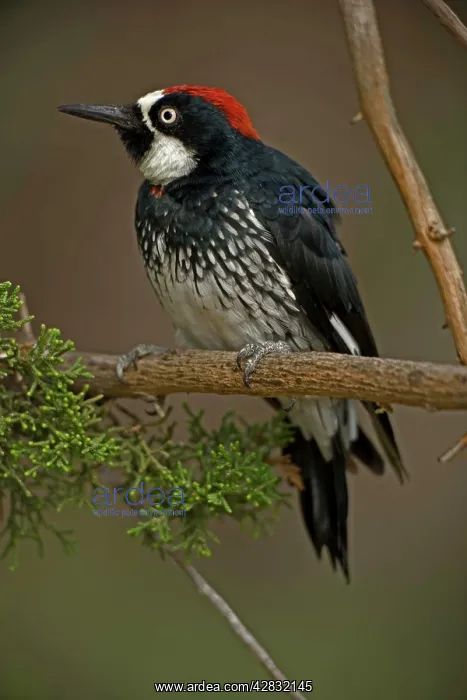 : Acorn Woodpecker : Acorn Woodpecker