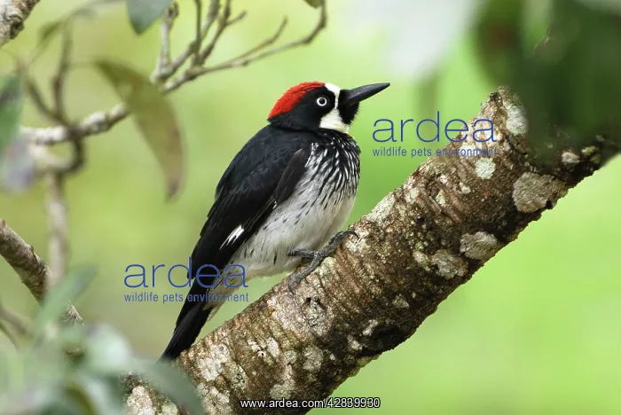 : Acorn Woodpecker : Acorn Woodpecker