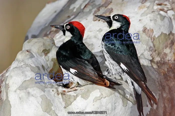 : Acorn Woodpecker : Acorn Woodpecker