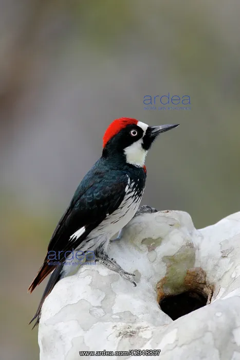 : Acorn Woodpecker : Acorn Woodpecker