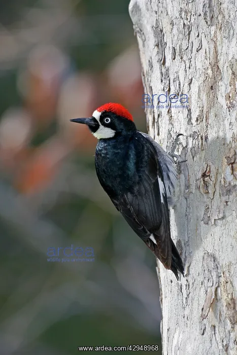: Acorn Woodpecker : Acorn Woodpecker