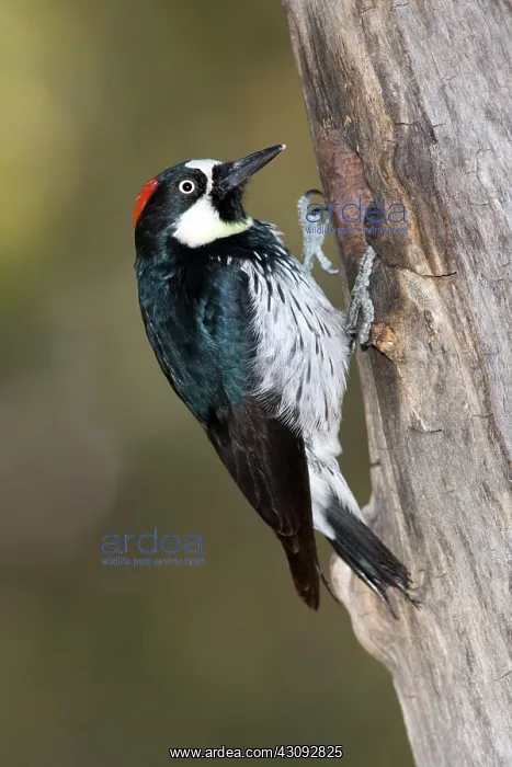 : Acorn Woodpecker : Acorn Woodpecker