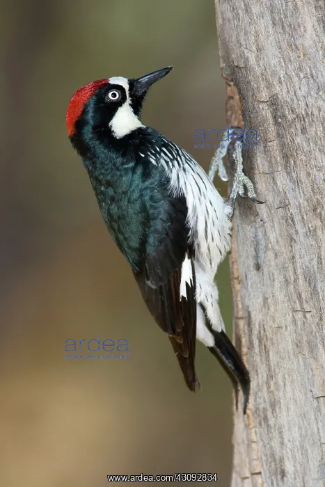 : Acorn Woodpecker : Acorn Woodpecker