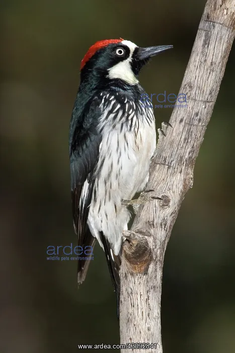: Acorn Woodpecker : Acorn Woodpecker