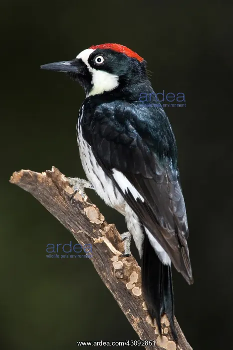 : Acorn Woodpecker : Acorn Woodpecker