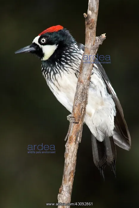: Acorn Woodpecker : Acorn Woodpecker