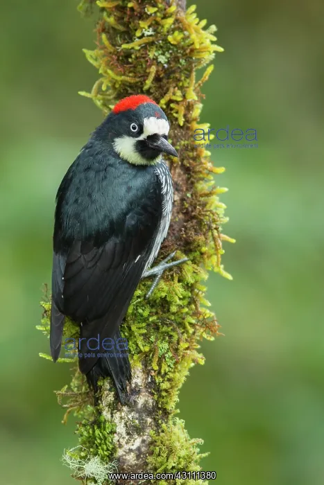 : Acorn Woodpecker : Acorn Woodpecker