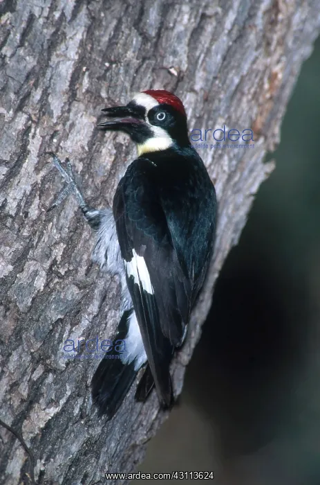 : Acorn Woodpecker : Acorn Woodpecker