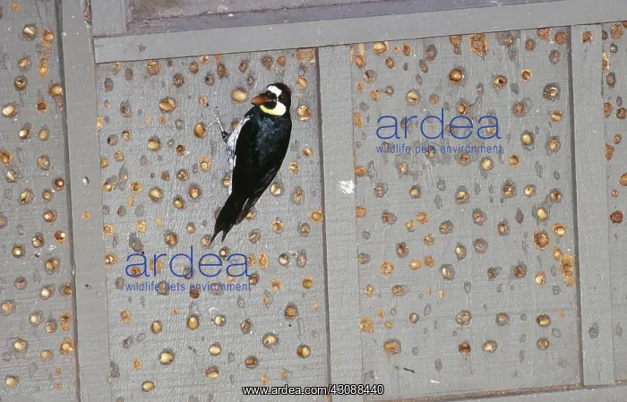 : Acorn Woodpecker with acorn cache : Acorn Woodpecker with acorn cache