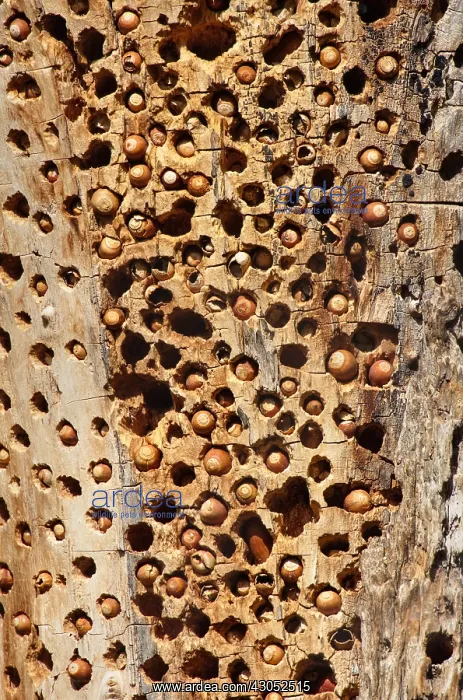: Acorn Woodpecker granary tree--this is where acorn : Acorn Woodpecker granary tree--this is where acorn