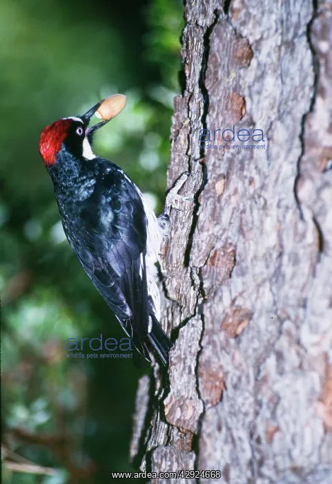 : Acorn Woodpecker - holding acorn : Acorn Woodpecker - holding acorn