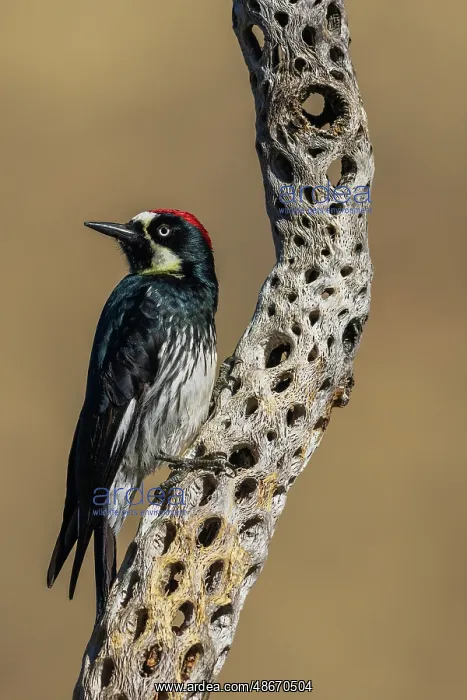 : Acorn woodpecker inspecting cactus skeleton, in the desert : Acorn woodpecker inspecting cactus skeleton, in the desert