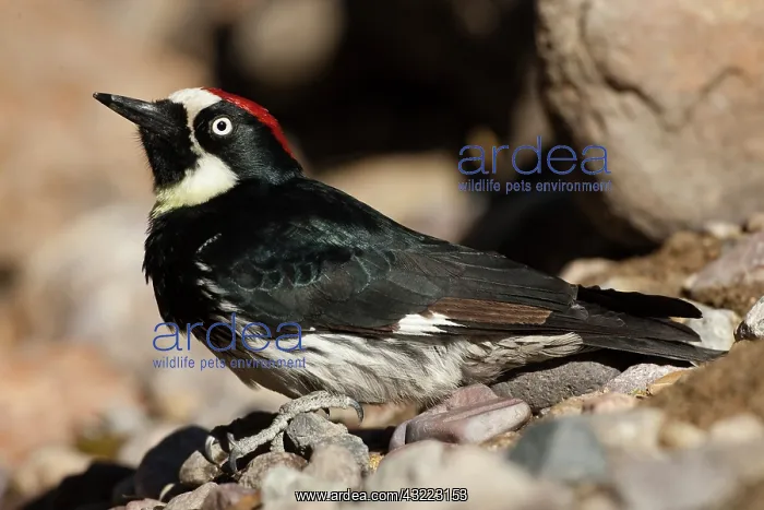 : Acorn Woodpecker, Melanerpes formicivorus : Acorn Woodpecker, Melanerpes formicivorus